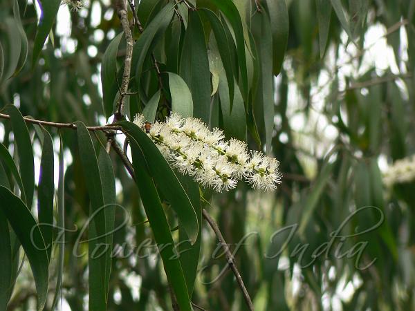 Cajuput Tree